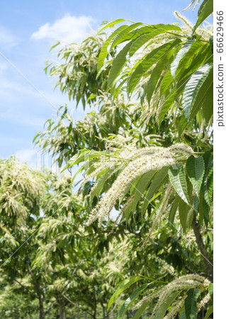 初夏栗花開在栗子田 初夏栗花開在栗子田 66629466