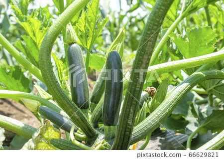 Field zucchini and zucchini flowers 66629821