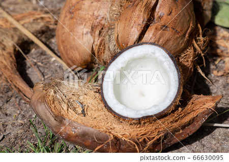 coconut coconut 66630095