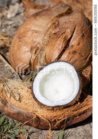 coconut coconut 66630098