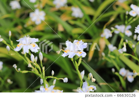 Shaga Shaga 66630126