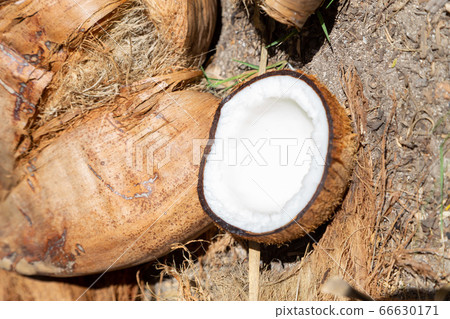 coconut 66630171