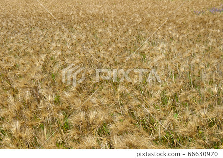 Golden ears of wheat Golden ears of wheat 66630970