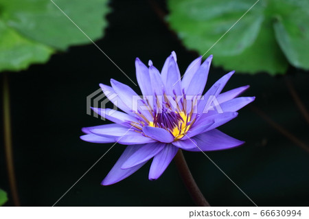 Floating elegantly on the surface of the water Floating elegantly on the surface of the water 66630994