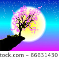 Cherry Blossom under Moonlight 66631430