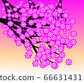 Cherry Blossom Tree Under Pink Sky 66631431