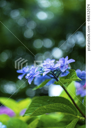 Forehead hydrangea and bokeh 66632074
