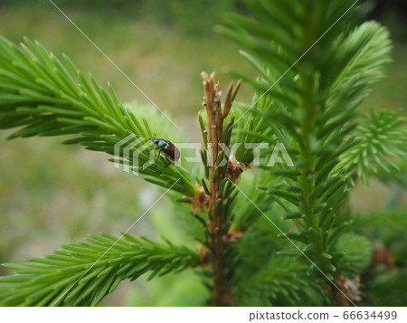 beetle on a spruce tree 66634499