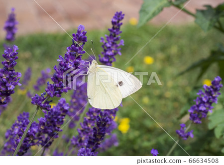 the large white cabbage butterfly, cabbage white, the large white cabbage butterfly, cabbage white, 66634508