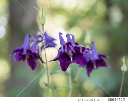 Close up purple Aquilegia Atrata, granny's bonnet Close up purple Aquilegia Atrata, granny's bonnet 66634525