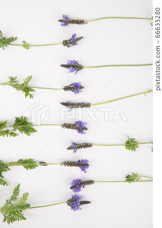 Herbal cosmetic concept, inner or skin beauty care 189 Herbal cosmetic concept, inner or skin beauty care 189 66635280