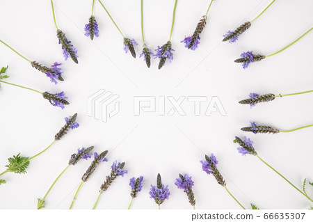 Herbal cosmetic concept, inner or skin beauty care 174 Herbal cosmetic concept, inner or skin beauty care 174 66635307