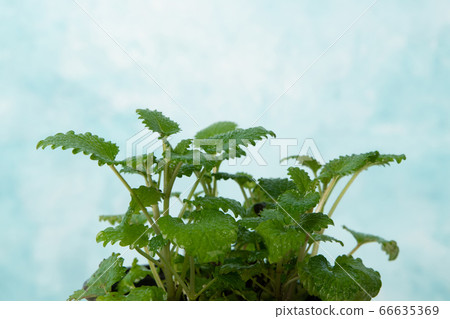 Herbal cosmetic concept, inner or skin beauty care 106 Herbal cosmetic concept, inner or skin beauty care 106 66635369
