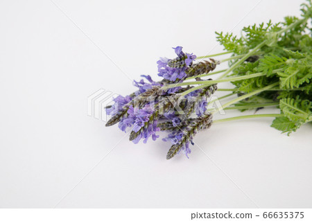Herbal cosmetic concept, inner or skin beauty care 168 Herbal cosmetic concept, inner or skin beauty care 168 66635375