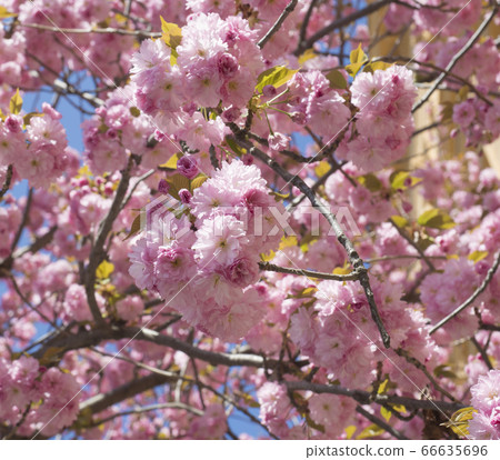 beautiful perfect blooming pink sakura cherry beautiful perfect blooming pink sakura cherry 66635696