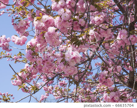 beautiful perfect blooming pink sakura cherry beautiful perfect blooming pink sakura cherry 66635704
