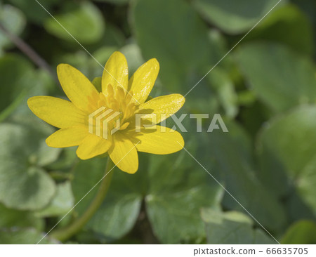single close up yellow marsh marigold spring single close up yellow marsh marigold spring 66635705
