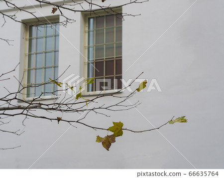 close up maple tree branch with only few yellow 66635764