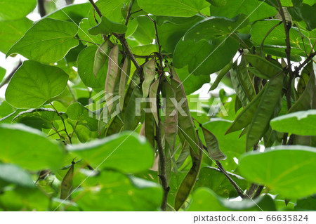 蔓越莓水果（豆類和水果）已經開始變成棕色 66635824