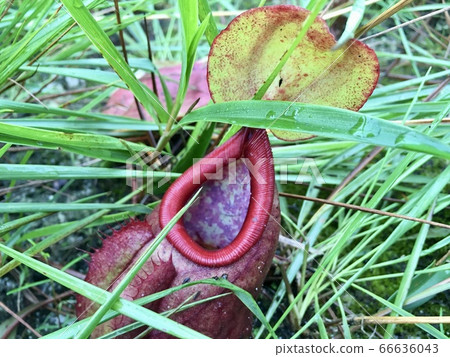 Tropical pitcher plants or monkey cups (Nepenthes rajah) in jungle 66636043