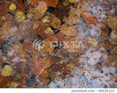 colorful autumn fallen wet beech and birch leaves colorful autumn fallen wet beech and birch leaves 66636128