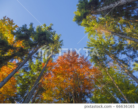 look up at colorful autumn color tall trees crowns look up at colorful autumn color tall trees crowns 66636165