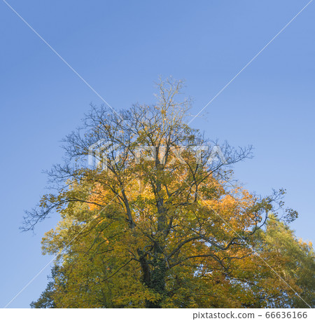 autumn big yellow orange maple tree on blue sky autumn big yellow orange maple tree on blue sky 66636166