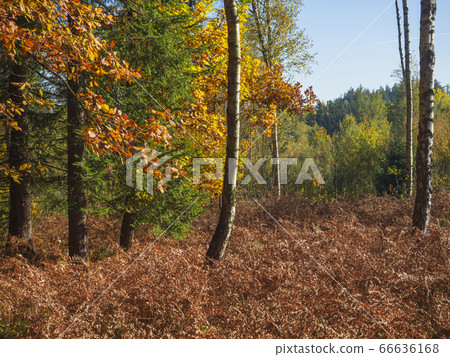 colorful autumn deciduous birch tree and beech colorful autumn deciduous birch tree and beech 66636168