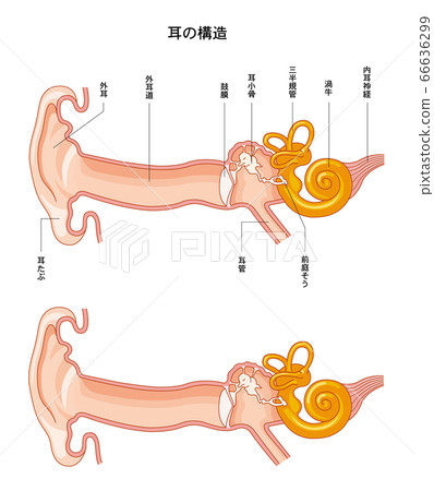 Ear structure 66636299