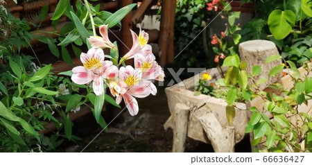 Indoor garden Indoor garden 66636427