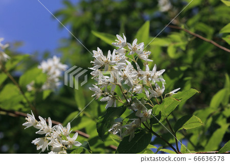 Ugi flowers 66636578
