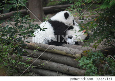 小熊貓 66637131