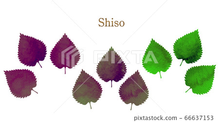 Summer vegetables-illustration of perilla 66637153