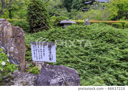 慶寺盛開的新鮮綠色和繡球花 66637228