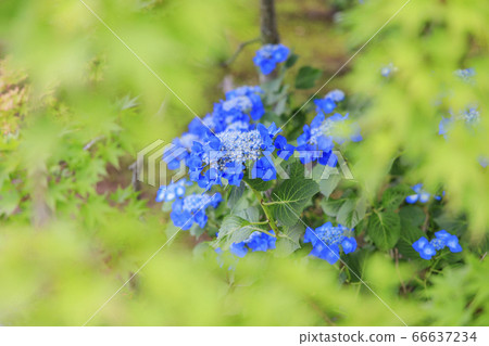 Fresh green and hydrangea in full bloom at Kyoshi Temple Fresh green and hydrangea in full bloom at Kyoshi Temple 66637234
