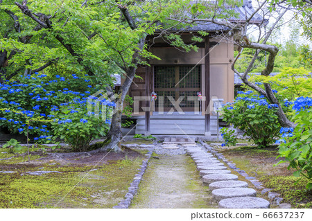 慶寺盛開的新鮮綠色和繡球花 慶寺盛開的新鮮綠色和繡球花 66637237