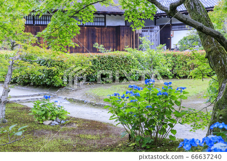 Fresh green and hydrangea in full bloom at Kyoshi Temple 66637240