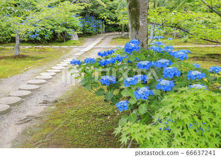 Fresh green and hydrangea in full bloom at Kyoshi Temple Fresh green and hydrangea in full bloom at Kyoshi Temple 66637241