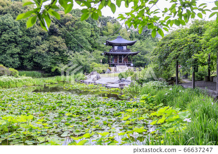 Fresh green and hydrangea in full bloom at Kyoshi Temple Fresh green and hydrangea in full bloom at Kyoshi Temple 66637247