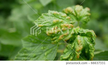 Currant aphid leaf Cryptomyzus ribis pest parasitic insect causes loss of crop small shrub bush cultivated plant wood grown orchards garden. Harm in agriculture farms farming leaves colonies damage Currant aphid leaf Cryptomyzus ribis pest parasitic insect causes loss of crop small shrub bush cultivated plant wood grown orchards garden. Harm in agriculture farms farming leaves colonies damage 66637331