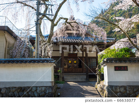 Minobu Mountain Kuonji, Anryu-in, Fusa Hinozawa / Hinozawabo (Minobu Town, Minamikoma District, Yamanashi Prefecture) March 2020 66638077