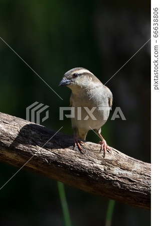New Year Sparrow Wild Bird 66638806