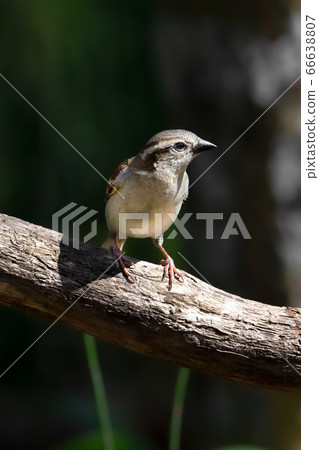 新年麻雀野生鳥 66638807