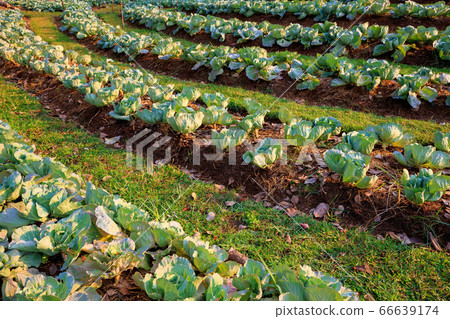 Lettuce plots Outdoor during the morning time is sunny. Health food 66639174