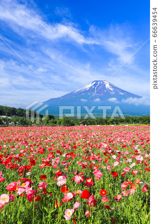 罌粟花田,山中湖花之宮公園 罌粟花田,山中湖花之宮公園 66639454