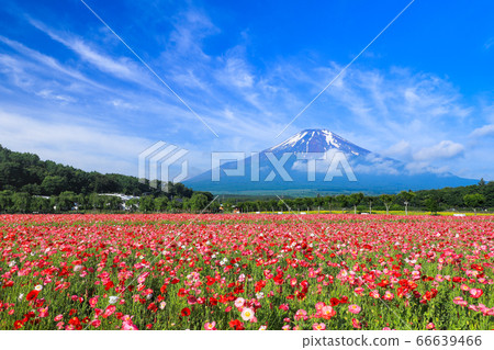 Poppy flower field, Lake Yamanaka Hananomiyakoen 66639466