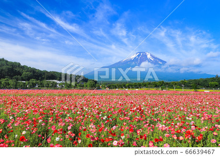 Poppy flower field, Lake Yamanaka Hananomiyakoen Poppy flower field, Lake Yamanaka Hananomiyakoen 66639467
