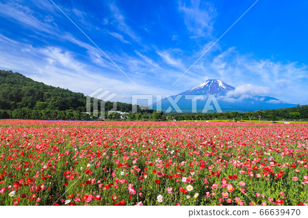 Poppy flower field, Lake Yamanaka Hananomiyakoen 66639470