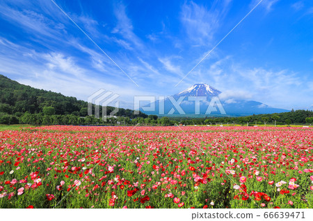 Poppy flower field, Lake Yamanaka Hananomiyakoen 66639471