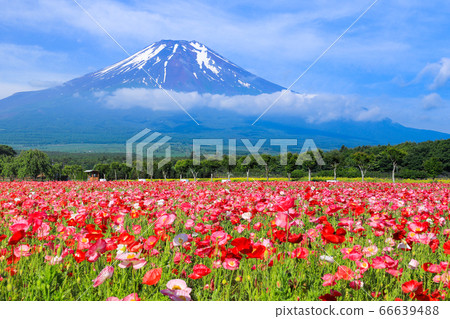 罌粟花田，山中湖花之宮公園 66639488